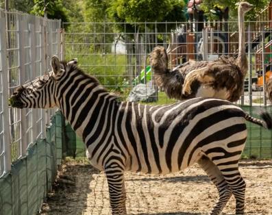 Sırbistan Belgrad Hayvanat Bahçesi